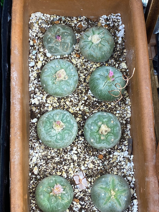 Lophophora God Garden 6 pc. 1-2 cm or 3-6 cm