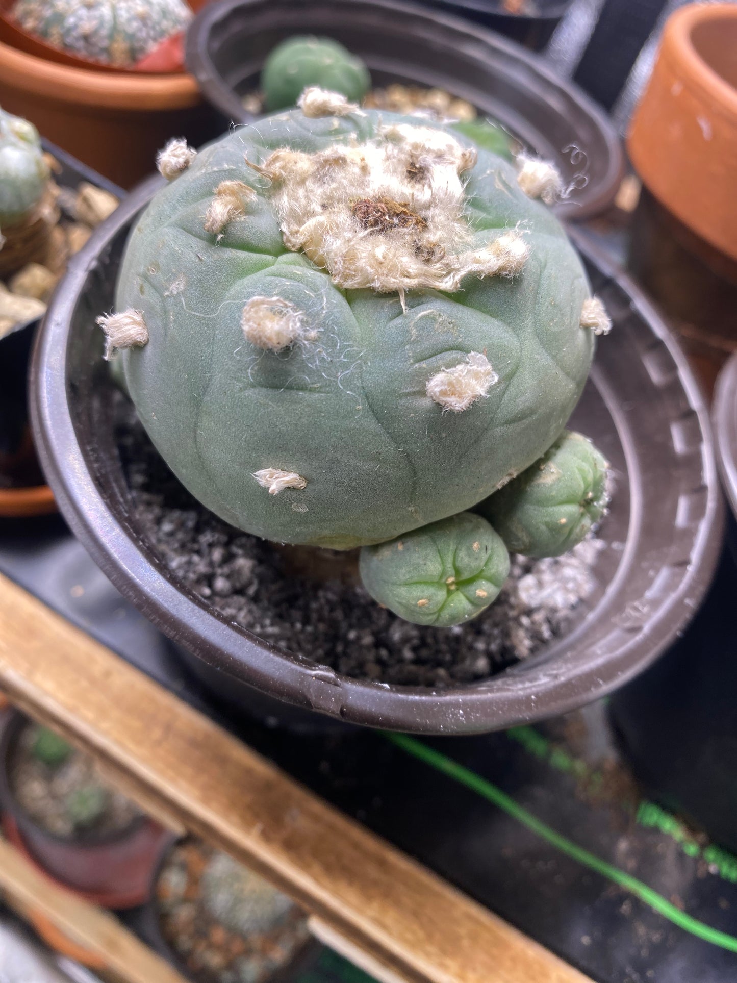 LOPHOPHORA DIFFUSA