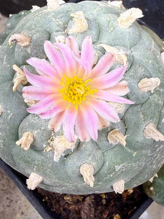 LOPHOPHORA GERMINATION COURSE 2025