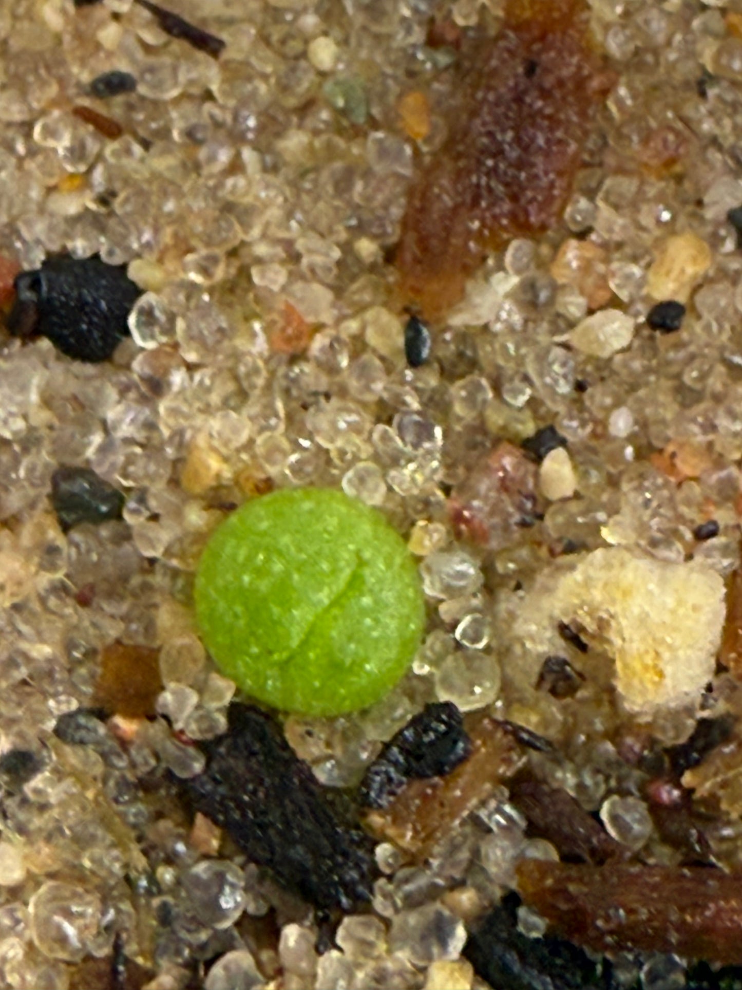 LOPHOPHORA GERMINATION COURSE 2025