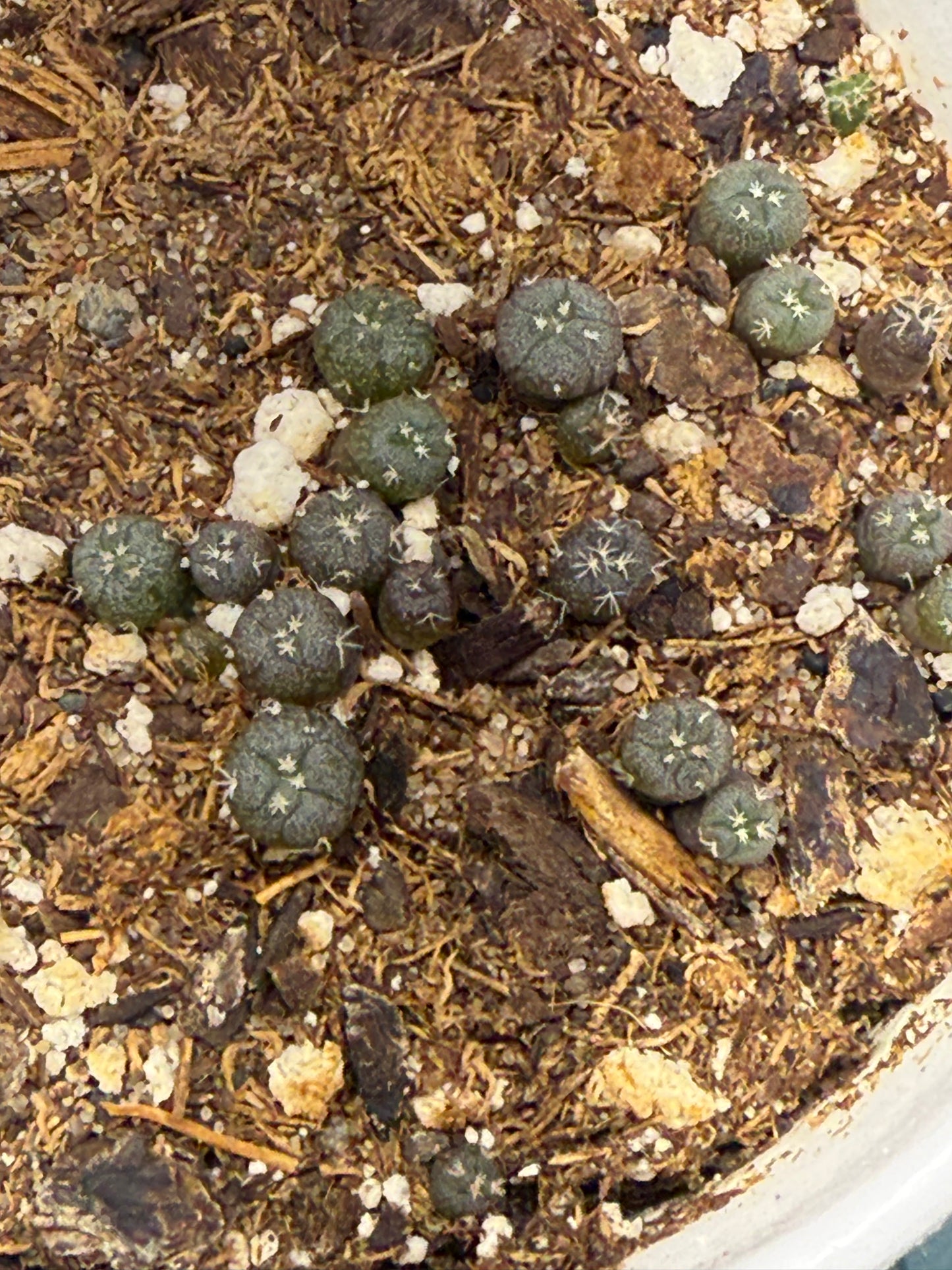 9 Lophophora seedlings