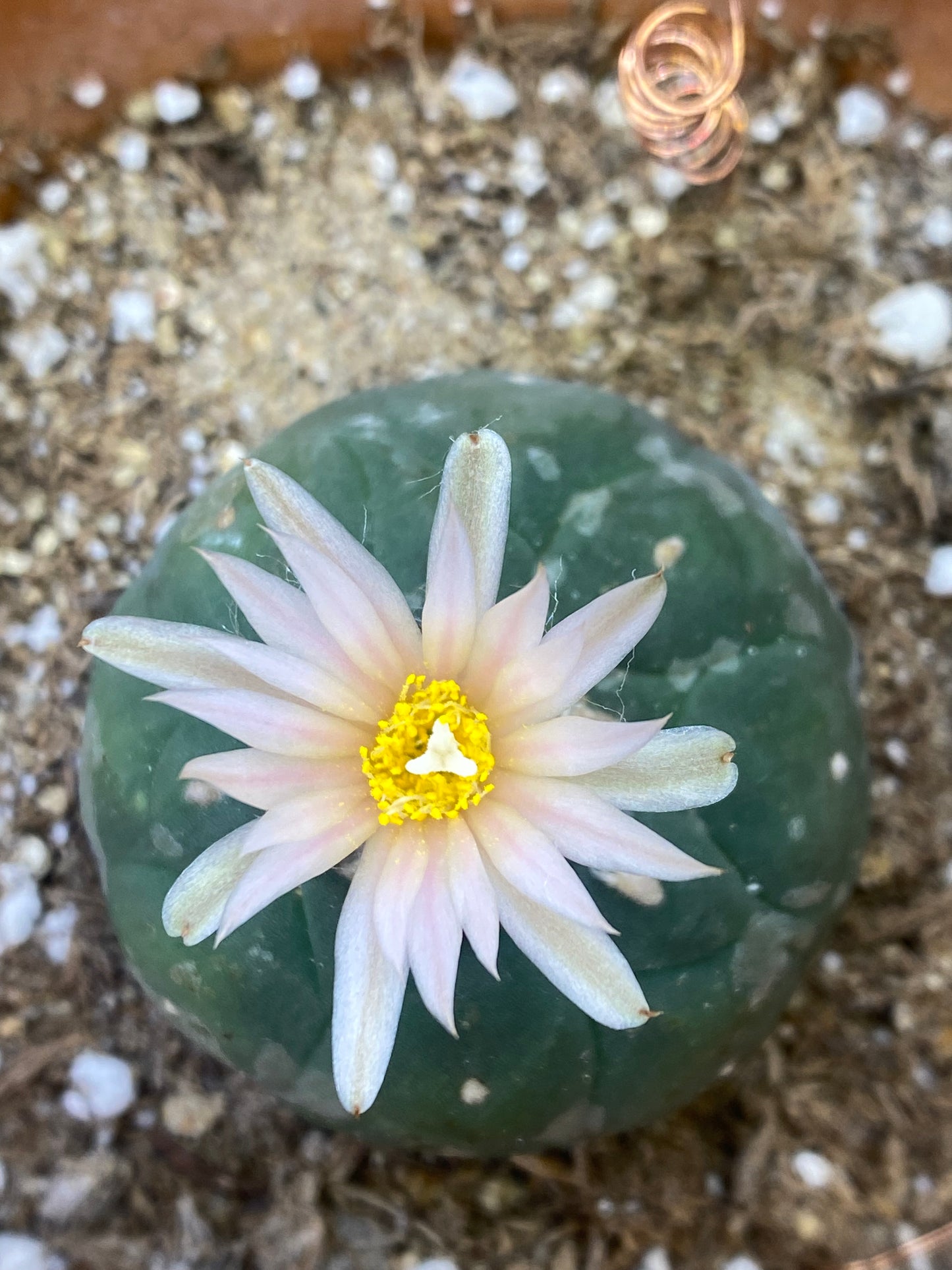 26 LOPHOPHORA MIX SEEDS