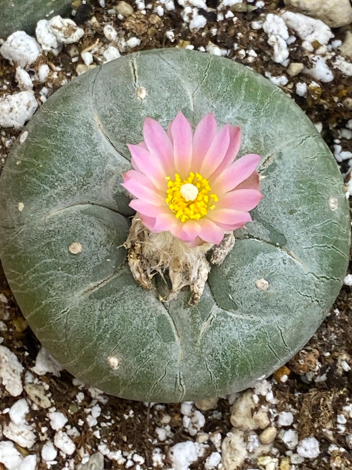 LOPHOPHORA DIFFUSA