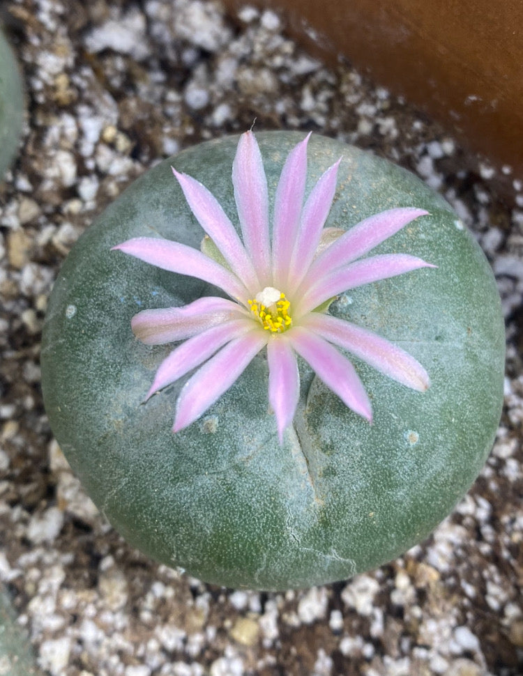 LOPHOPHORA DIFFUSA