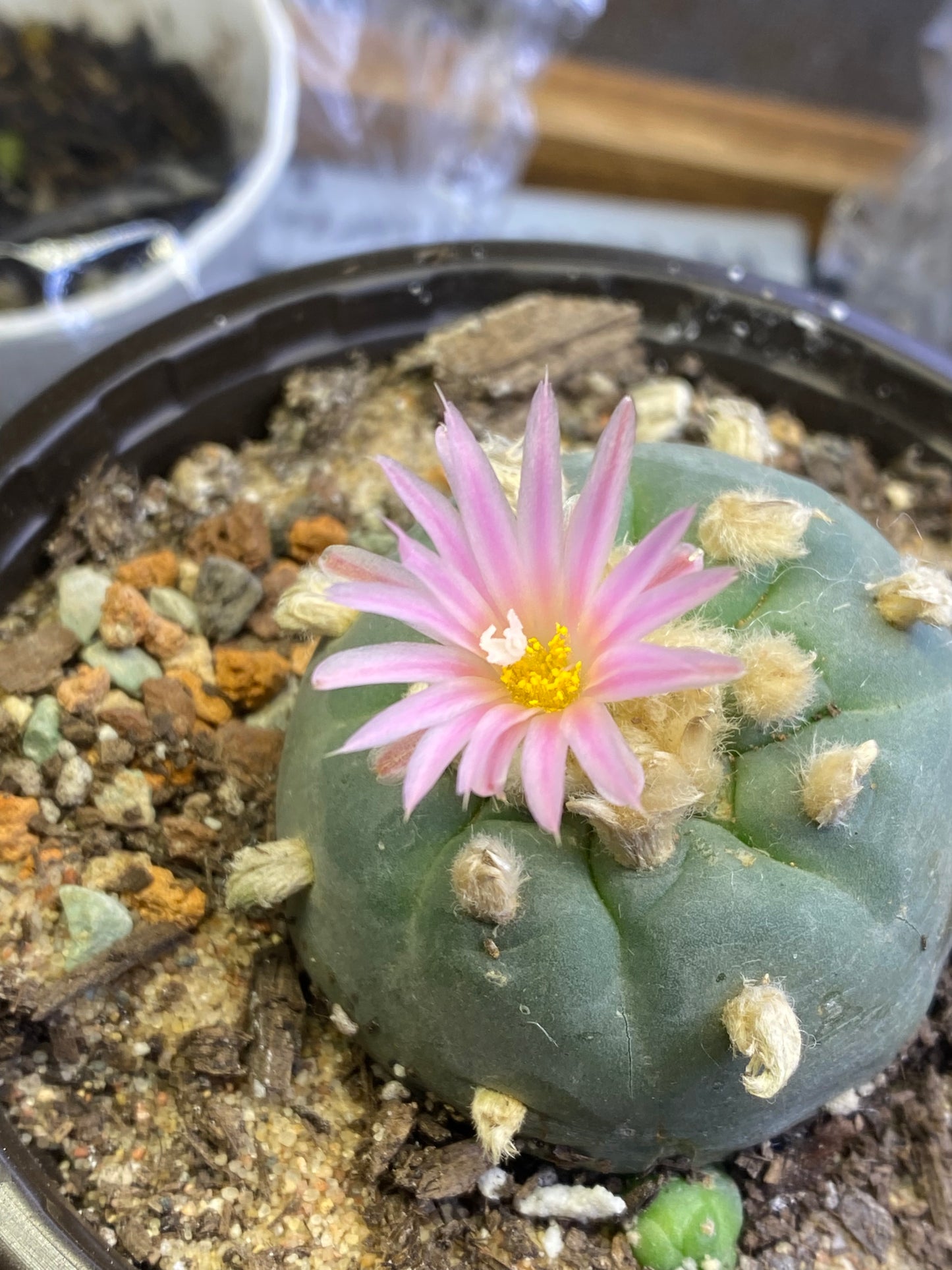 LOPHOPHORA DIFFUSA