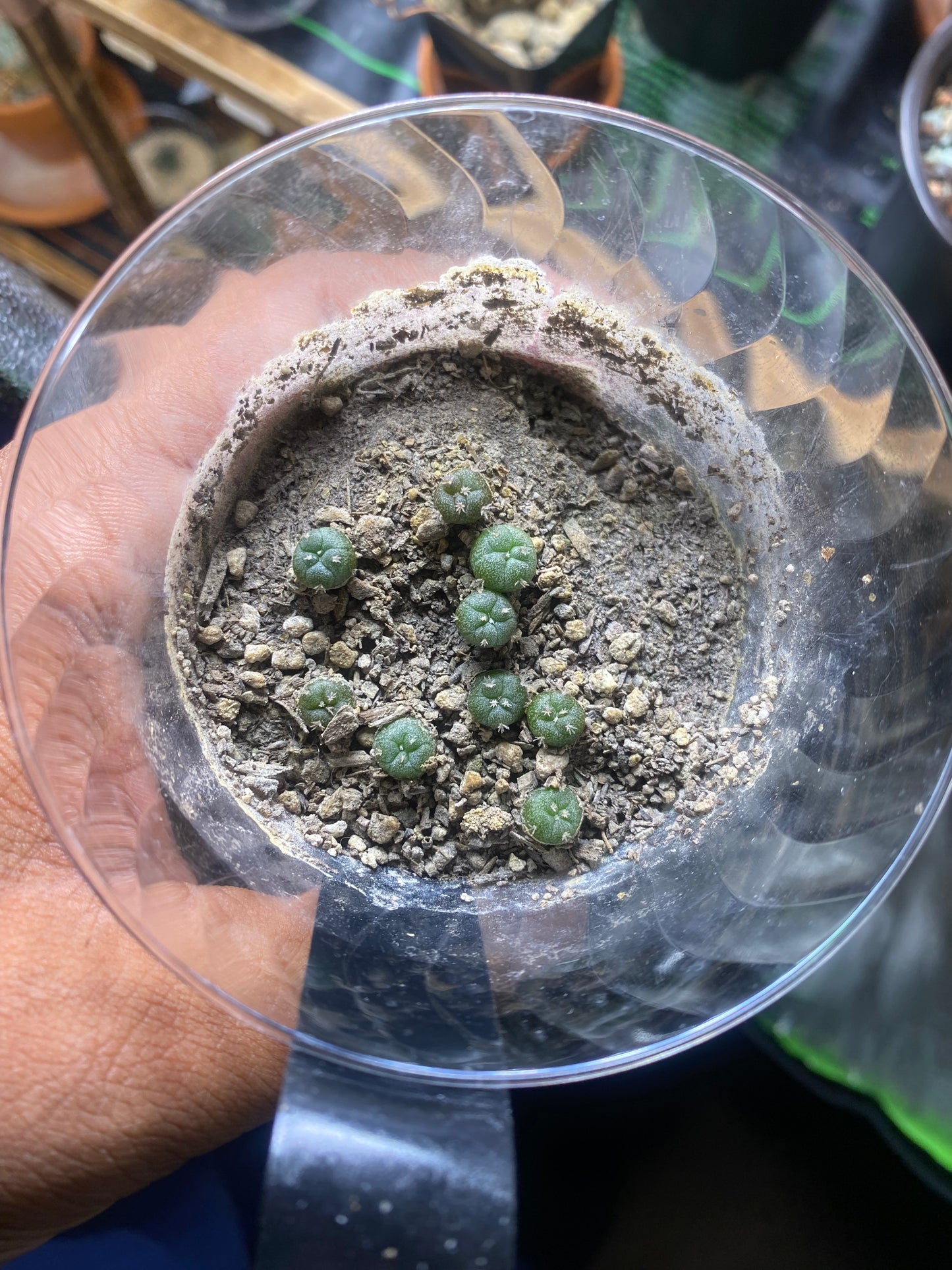 26 LOPHOPHORA MIX SEEDS