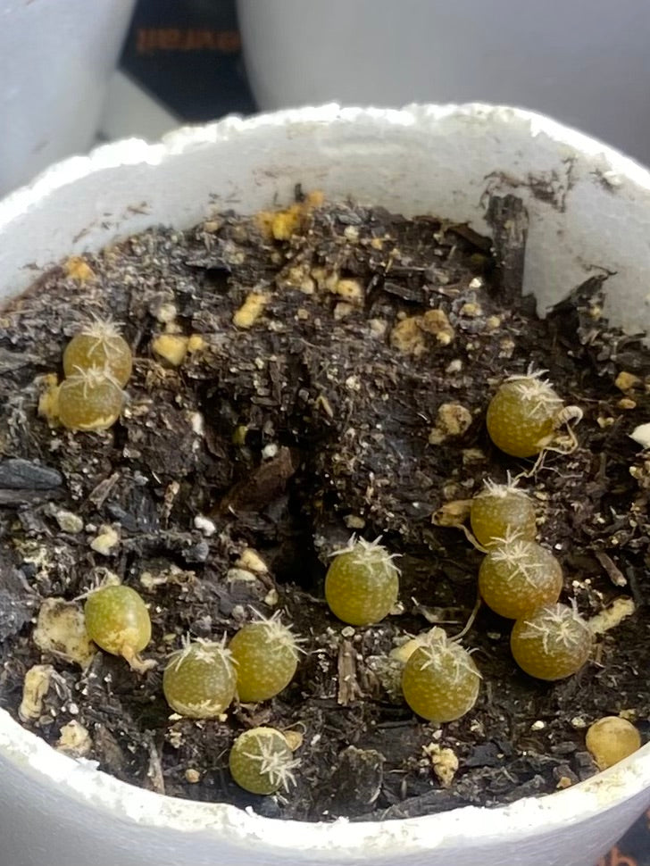 26 LOPHOPHORA MIX SEEDS