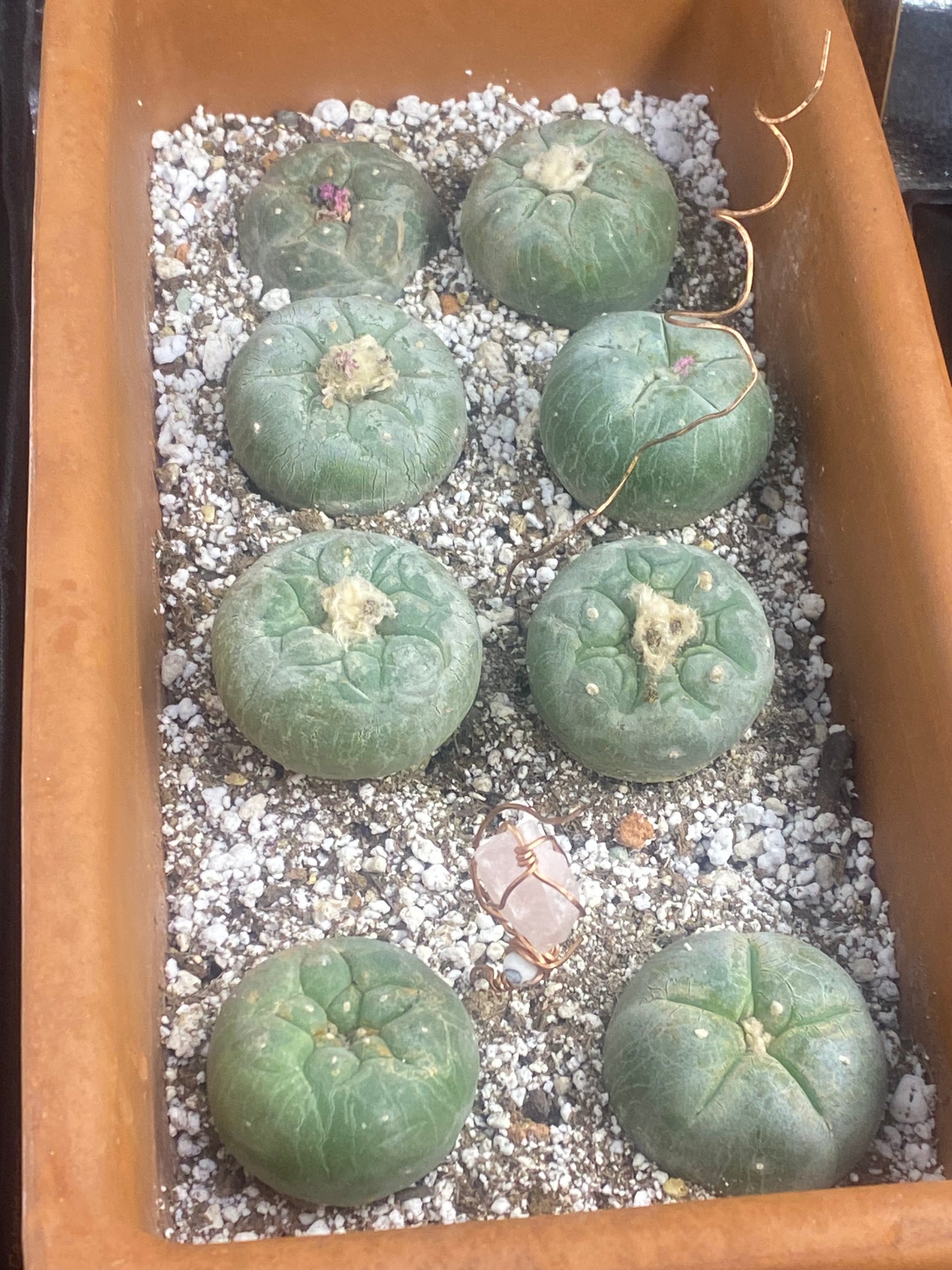 Lophophora God Garden 6 pc. 1-2 cm or 3-6 cm