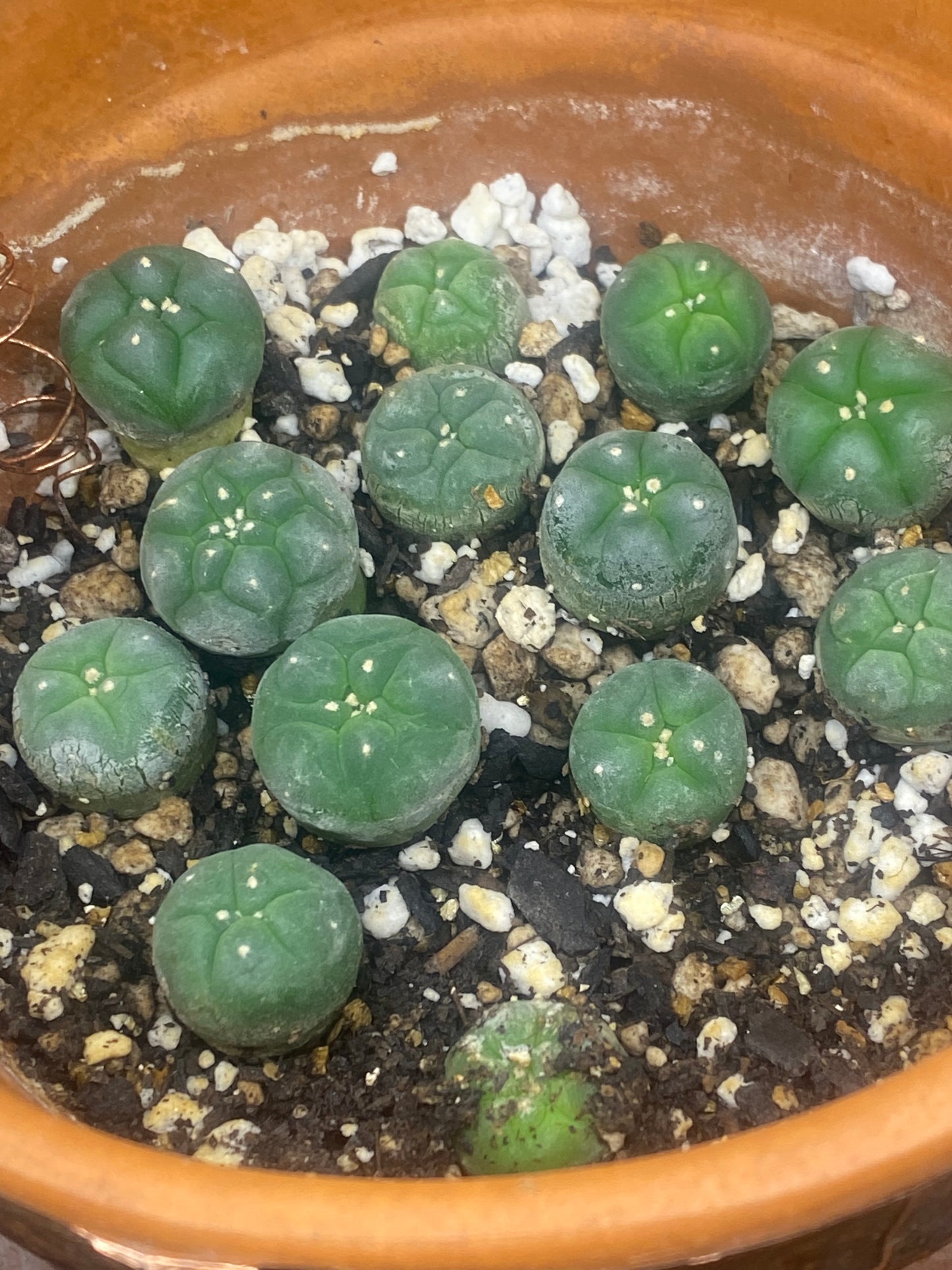 9 Lophophora seedlings