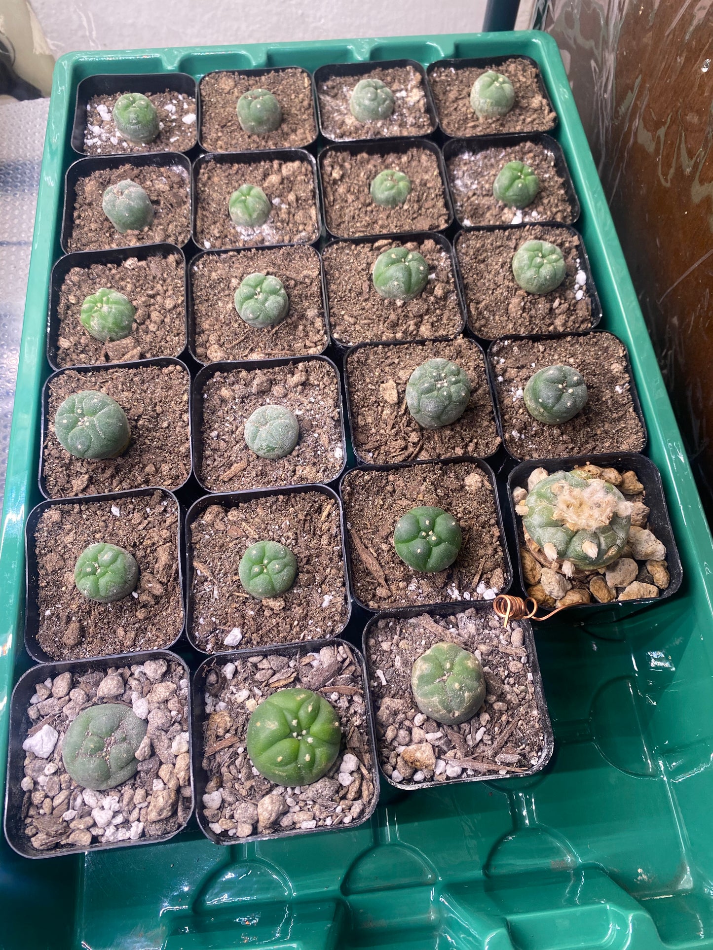 9 Lophophora seedlings